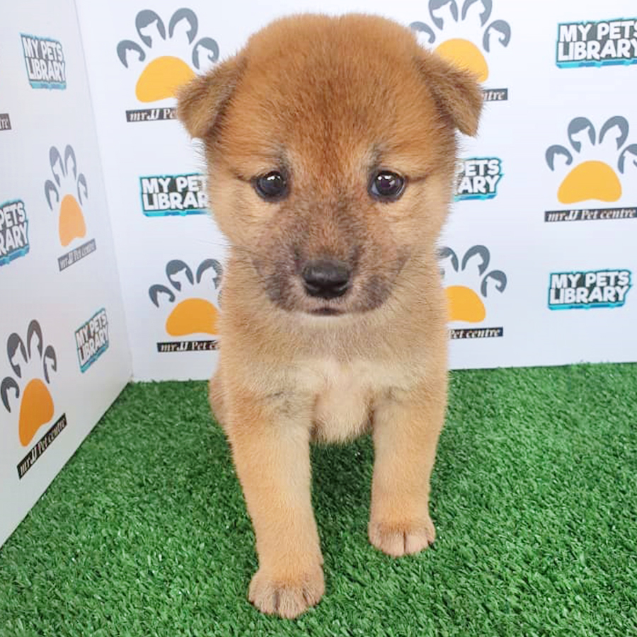 Orange Brown Shiba Inu Puppy (Female) for Sale