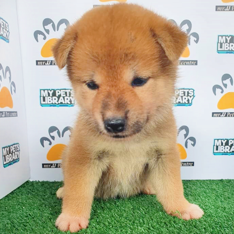Orange Brown Shiba Inu Puppy (Female) for Sale