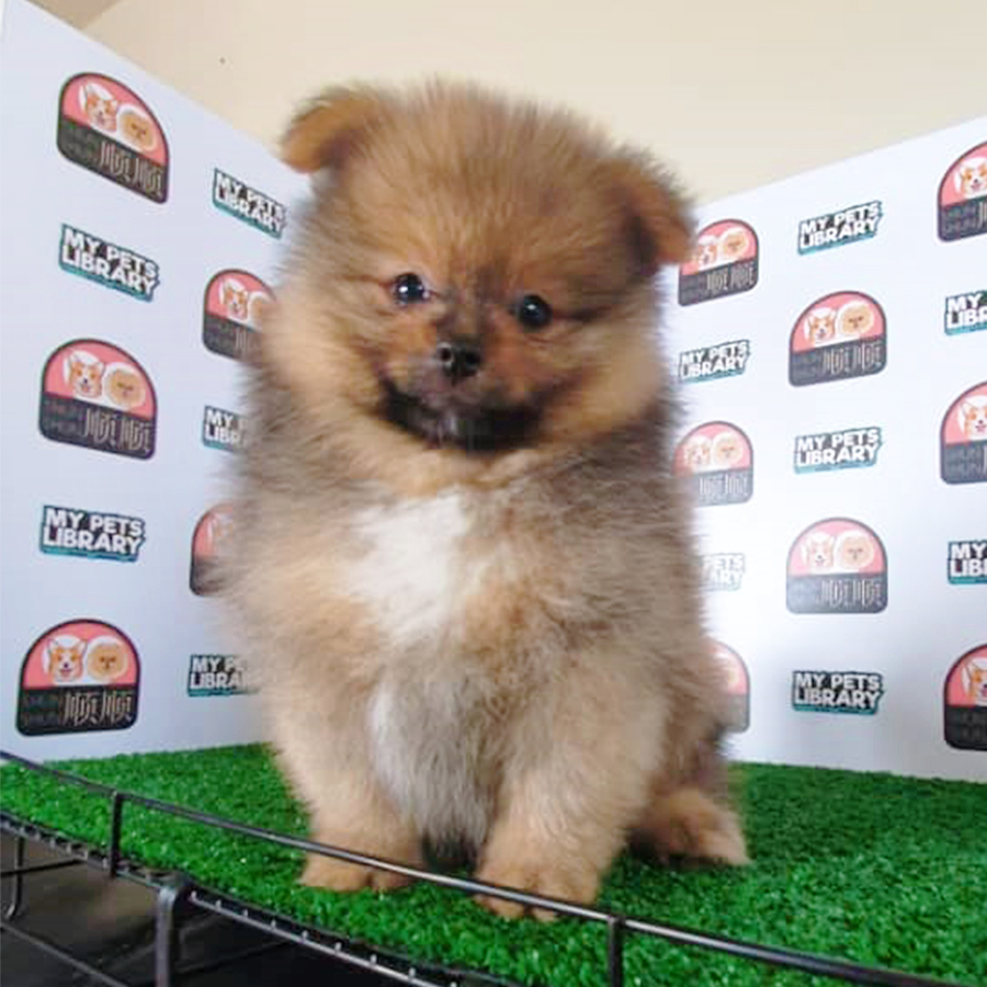Sable Brown Pomeranian Puppy (Male) For Sale