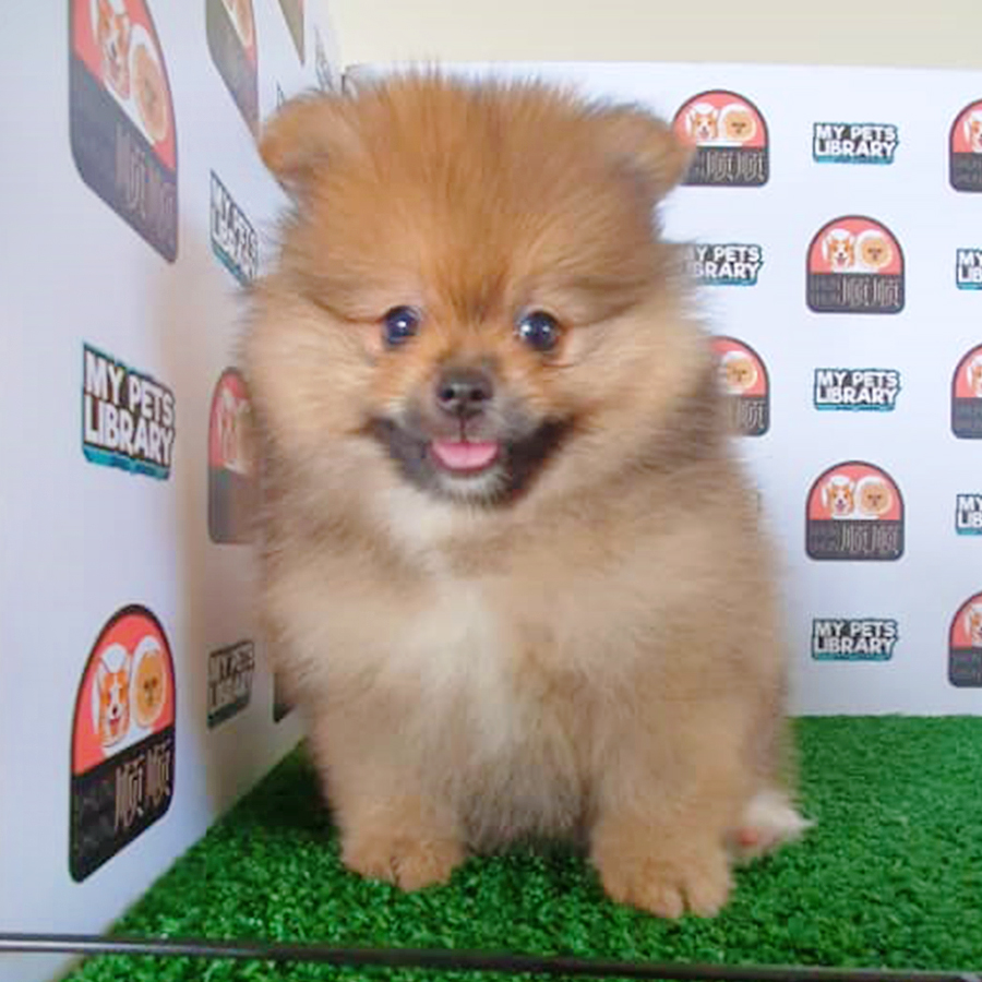Sable Orange Pomeranian Puppy (Female) For Sale
