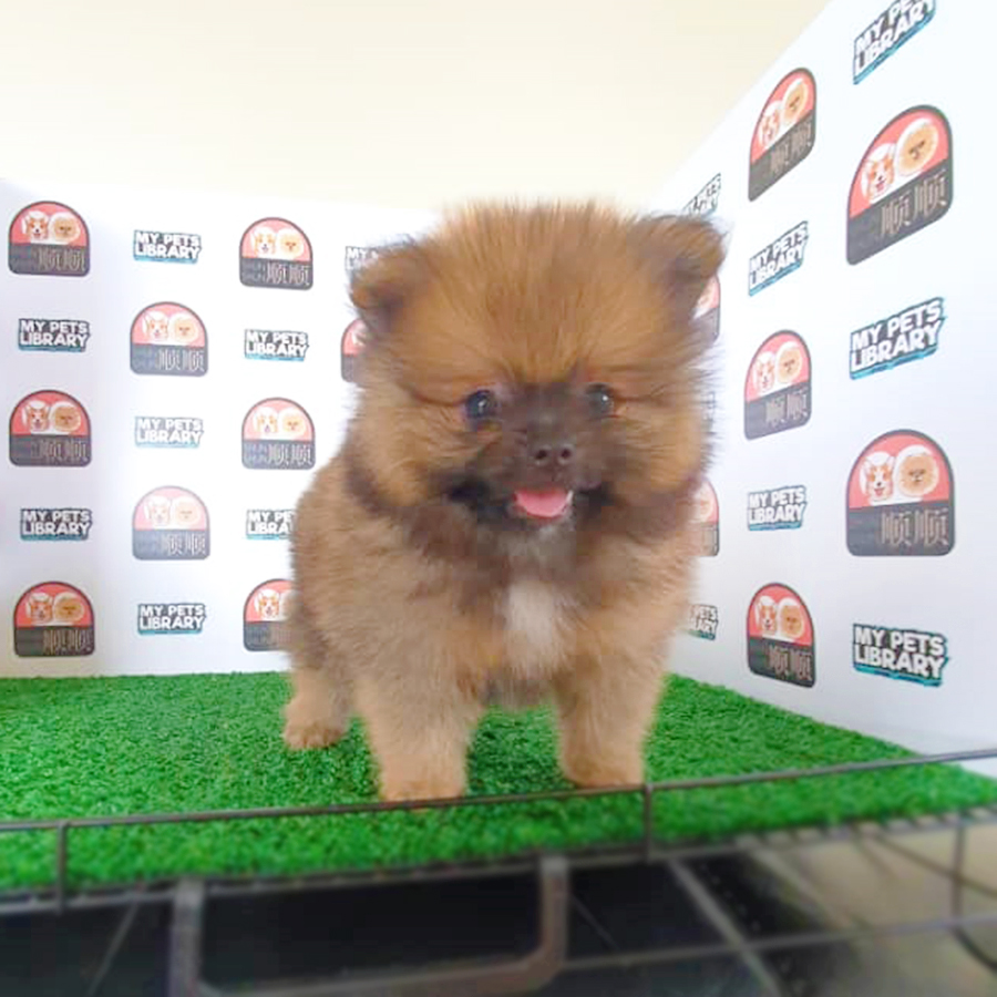 Sable Brown Pomeranian Puppy (Female) For Sale