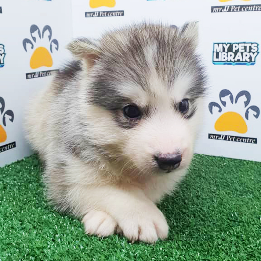 Siberian Husky Puppy (Female) For Sale