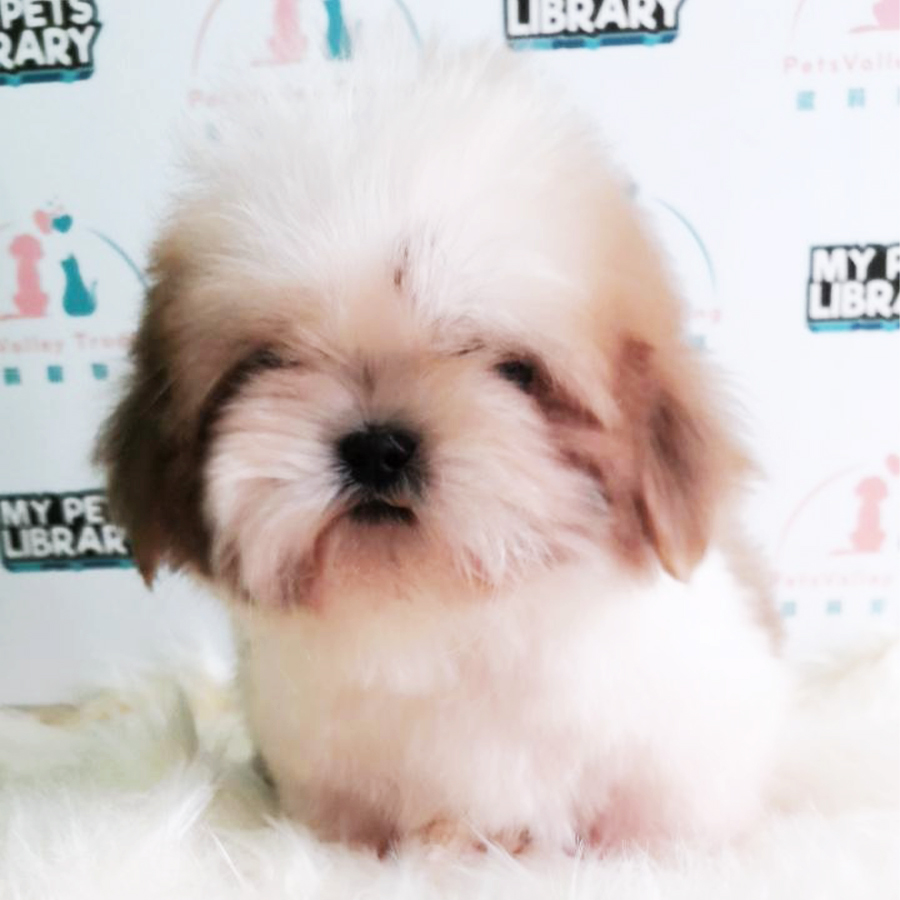 Shih Tzu Puppy (Female) For Sale
