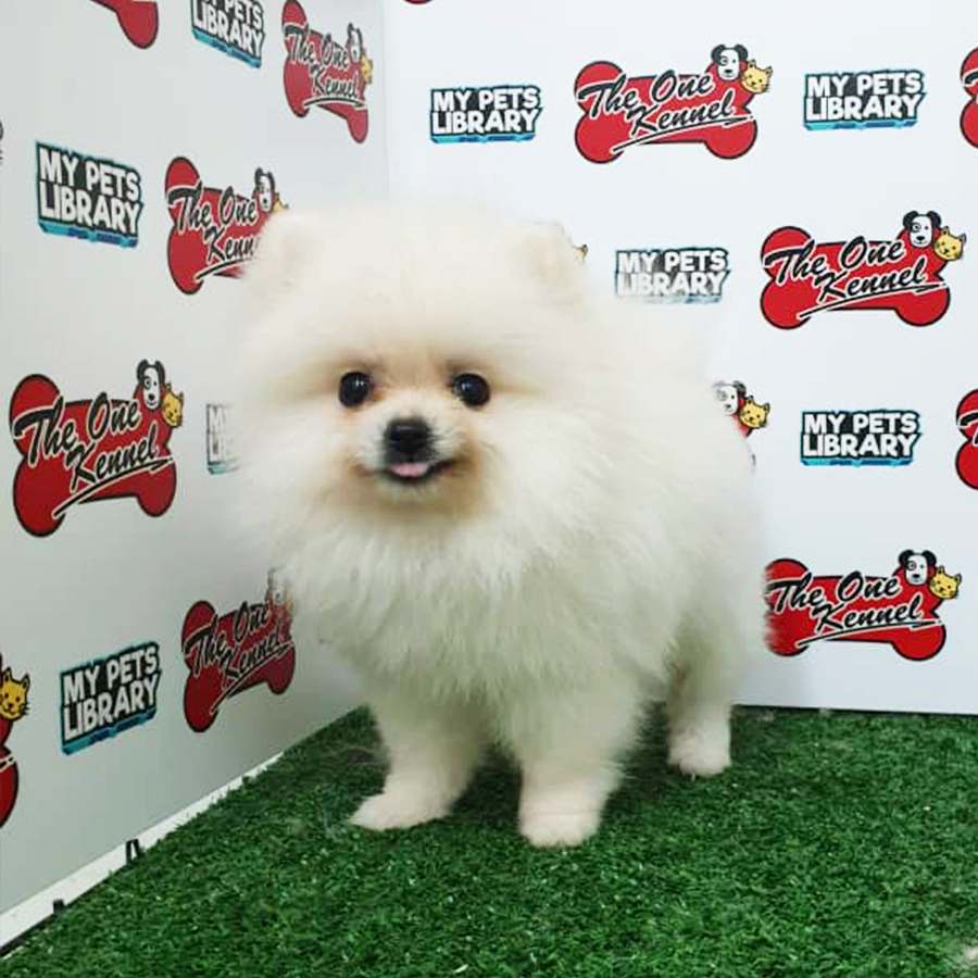 White Pomeranian Puppy (Female) For Sale