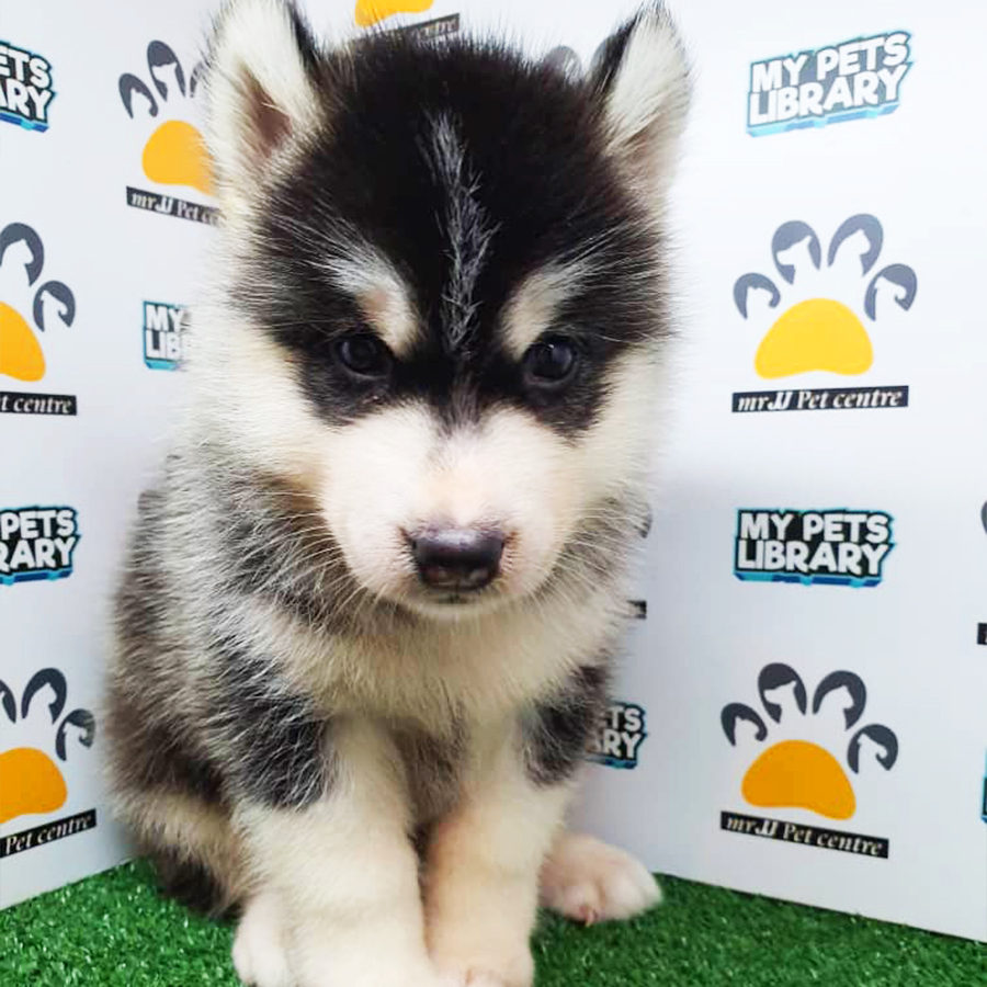 Siberian Husky Puppy (Male) For Sale