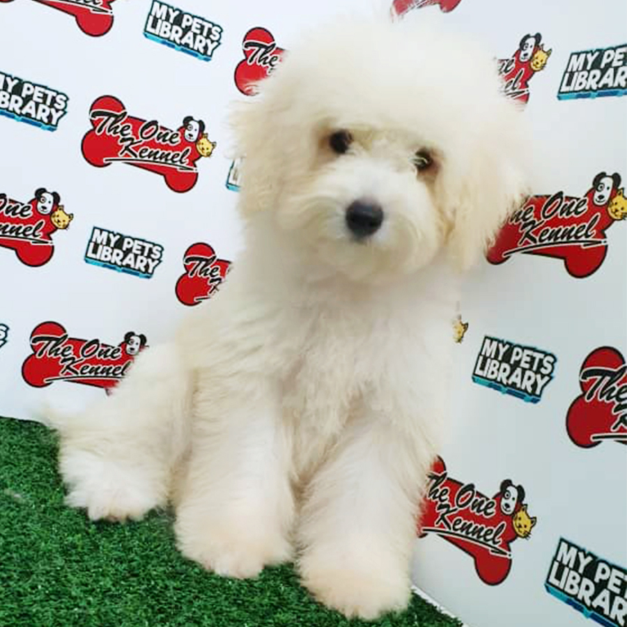 White Toy Poodle Puppy (Female) For Sale