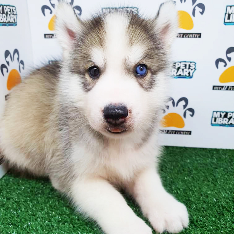 Siberian Husky Puppy (Male) For Sale