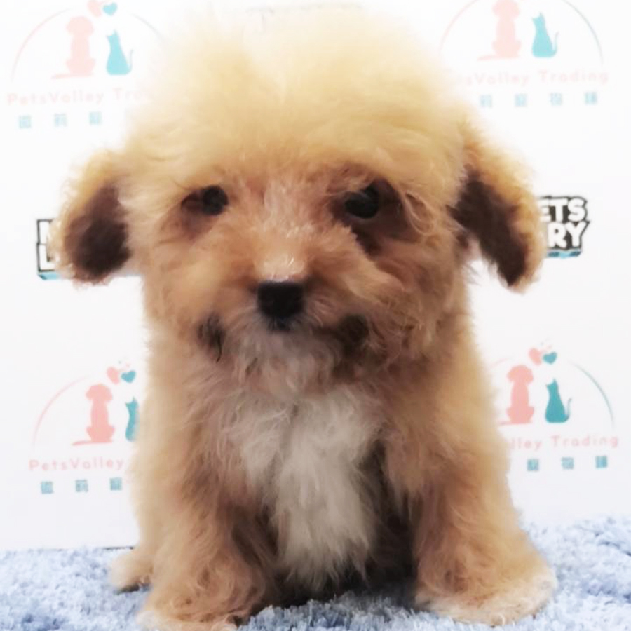 Brown Tiny Poodle Puppy (Female) For Sale
