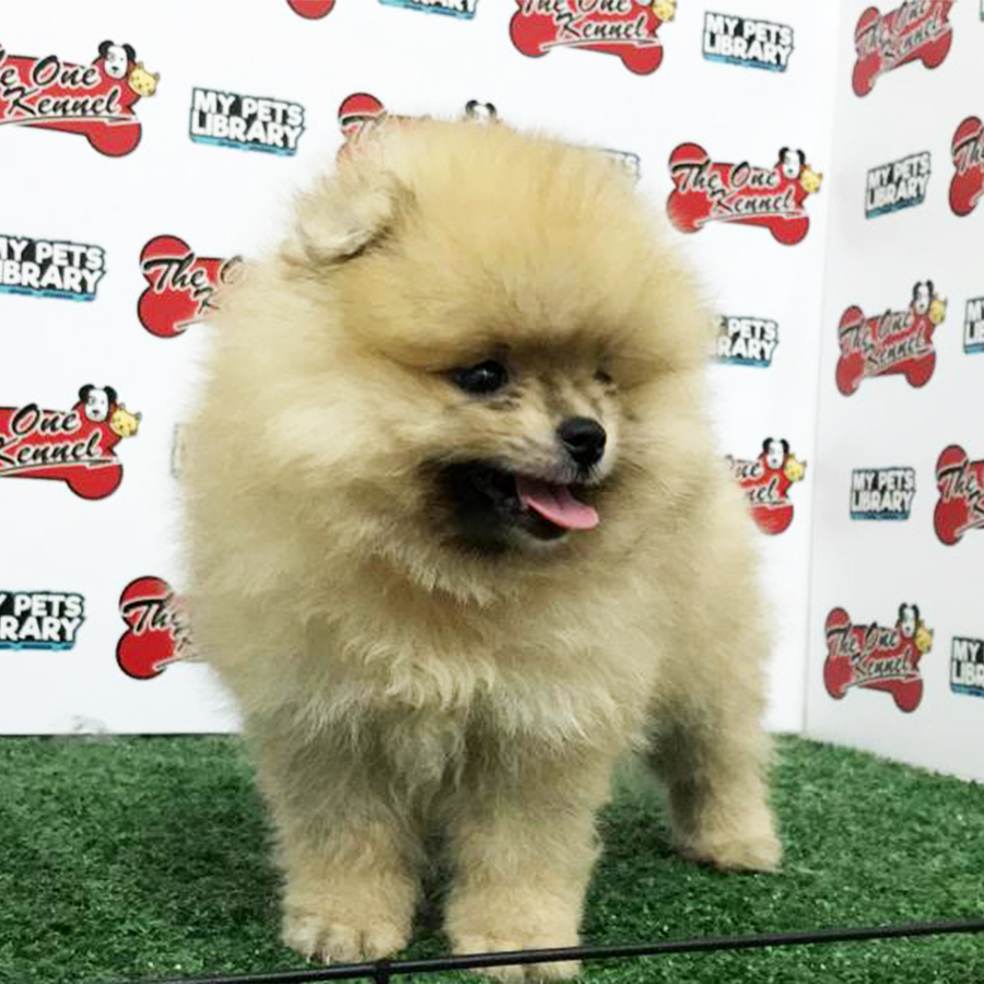 Sable Pomeranian Puppy (Male) For Sale