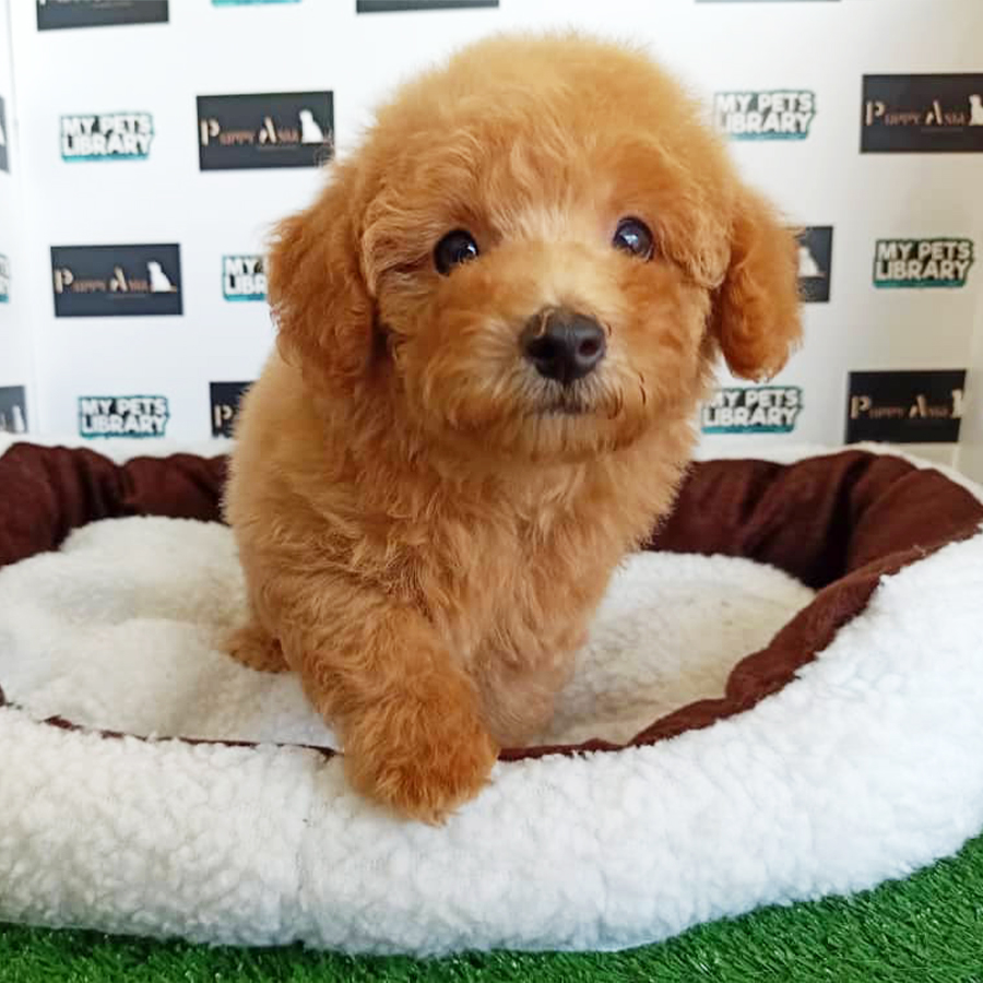 Brown Toy Poodle Puppy (Female) For Sale