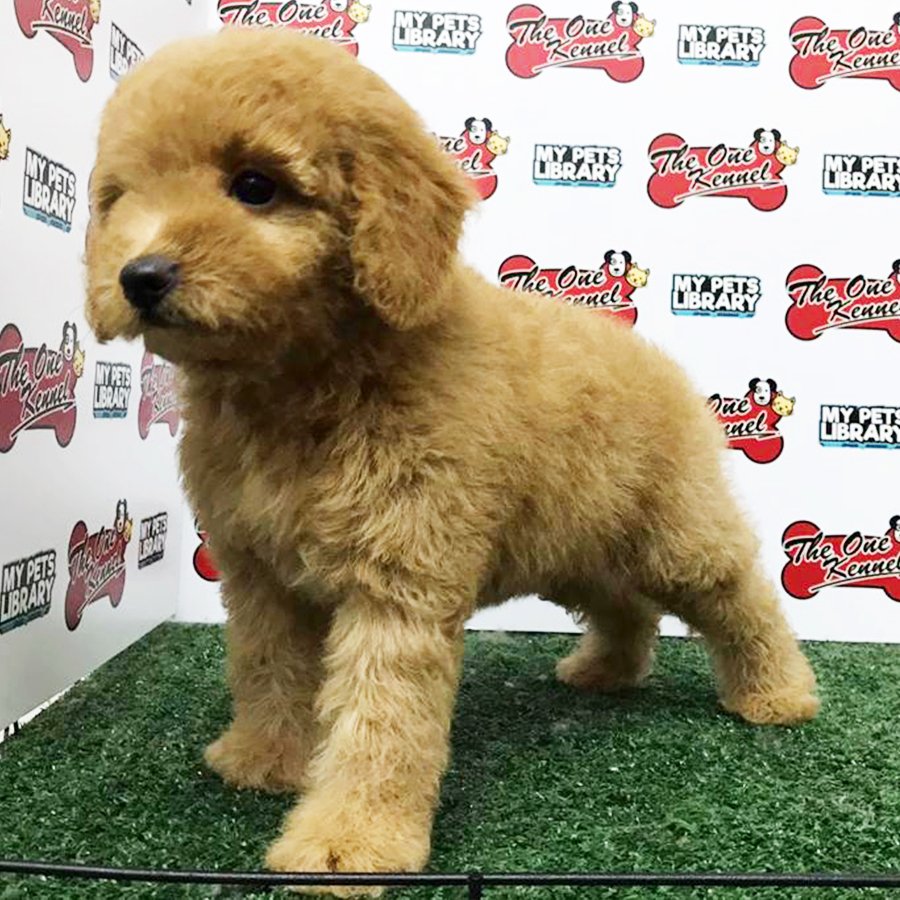 Brown Toy Poodle Puppy (Male) For Sale