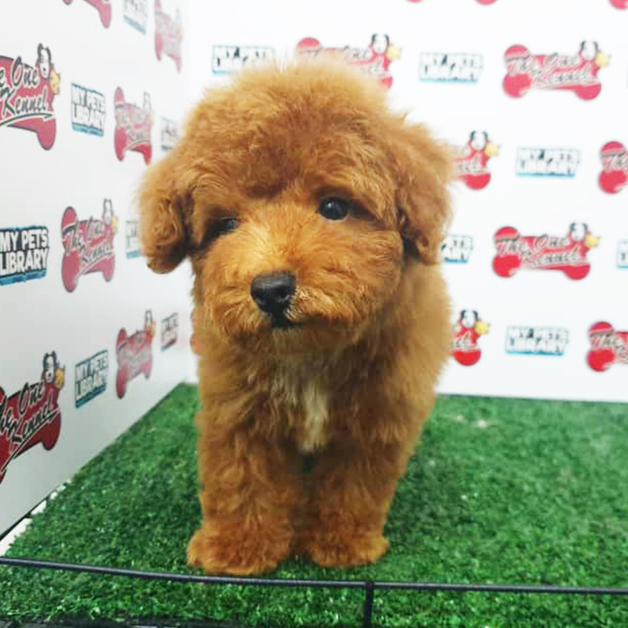 Brown & White Toy Poodle Puppy (Male) For Sale