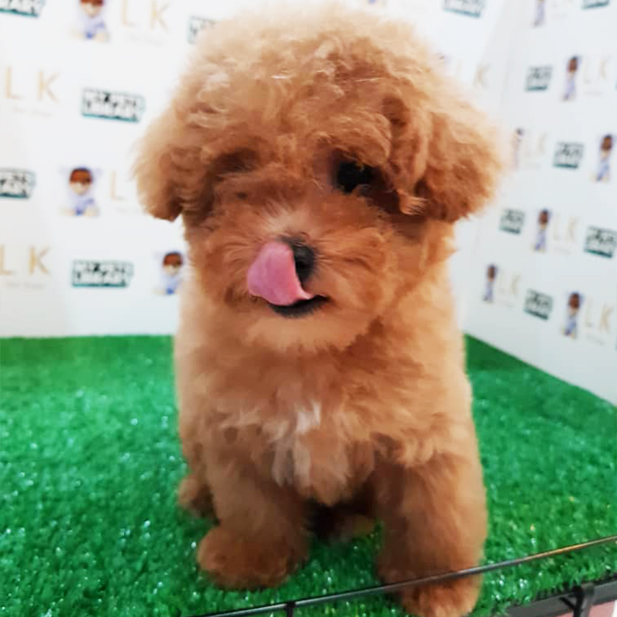 Brown Toy Poodle Puppy (Female) For Sale