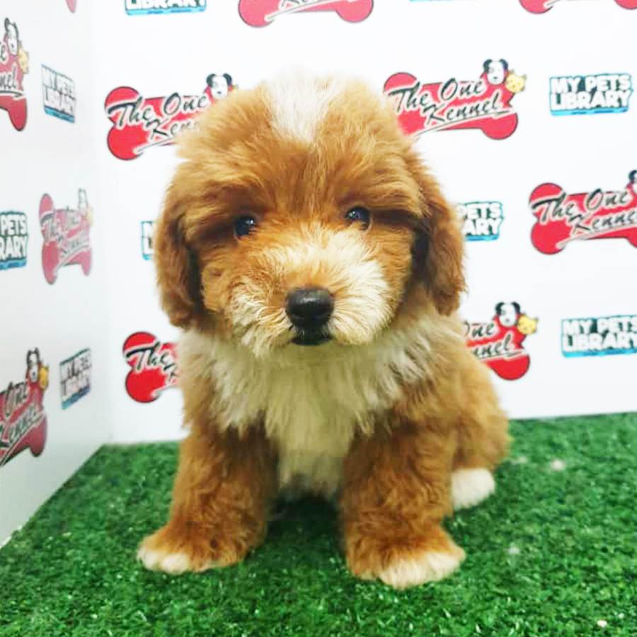 Brown & White Toy Poodle Puppy (Male) For Sale