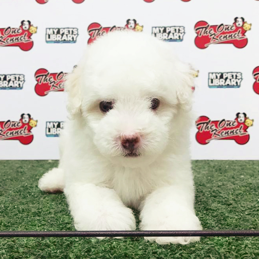 White Toy Poodle Puppy (Male) For Sale