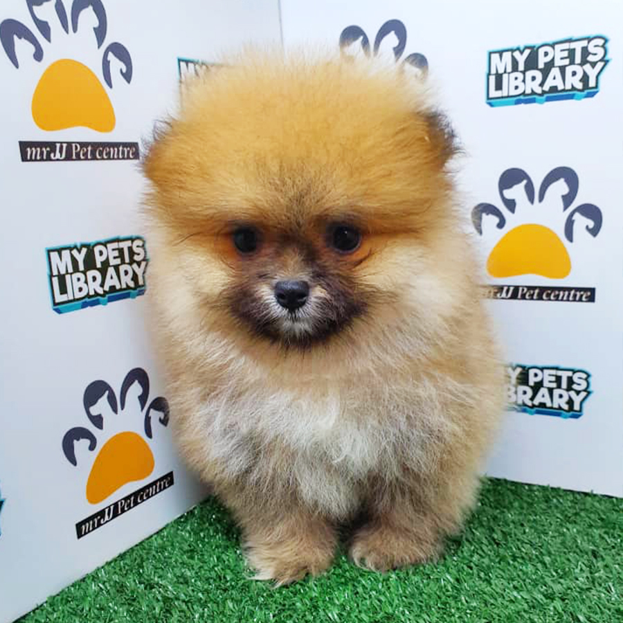 Sable Orange Pomeranian Puppy (Female) For Sale