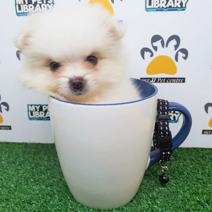 White Teacup Pomeranian Puppy (Female) For Sale