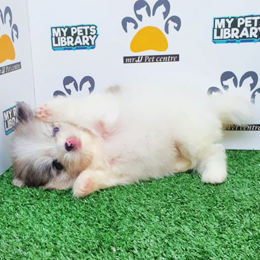 Parti Colour Teacup Pomeranian Puppy (Female) For Sale