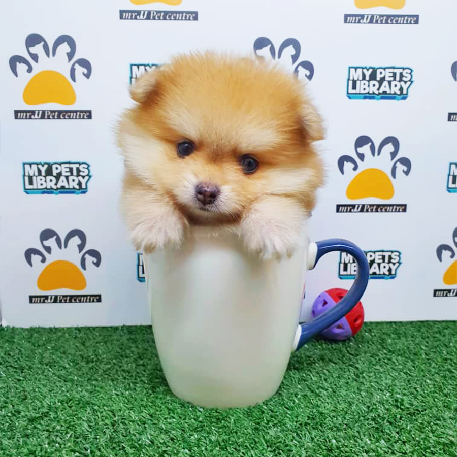 Brown & White Teacup Pomeranian Puppy (Female) For Sale