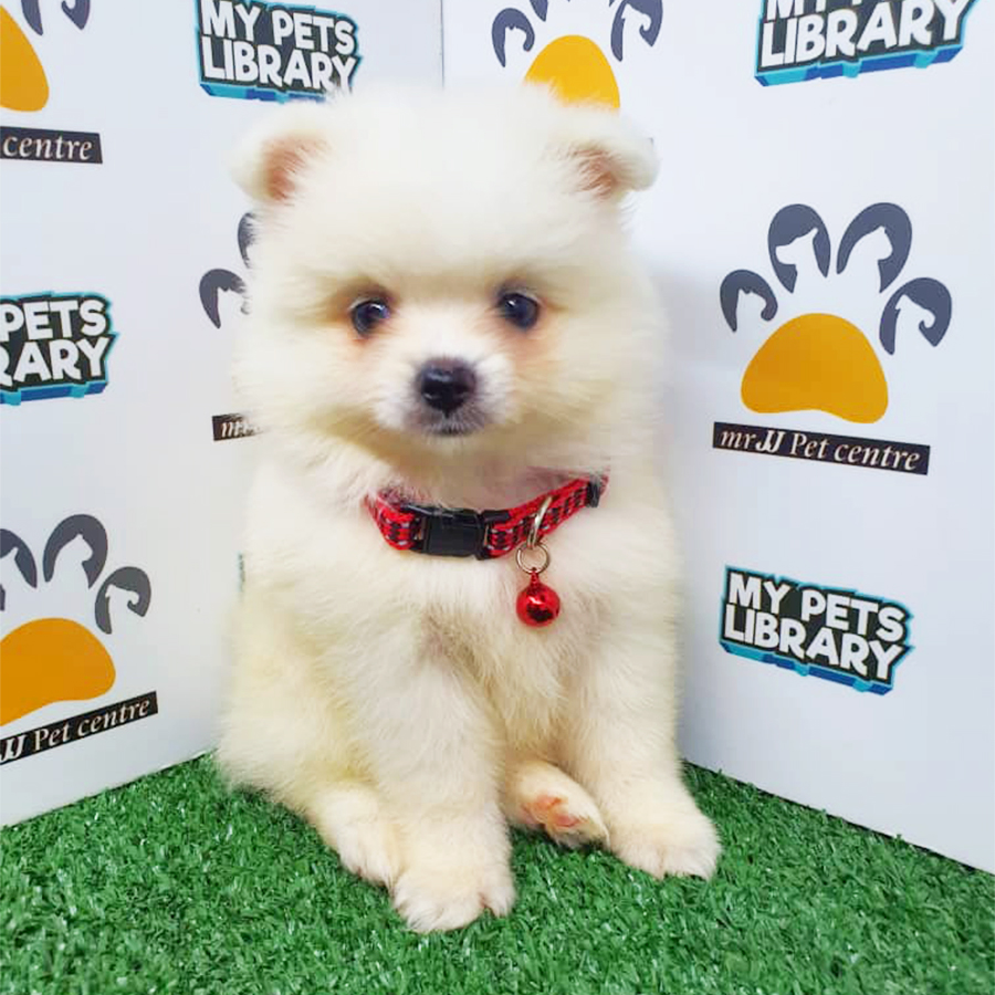 White Pomeranian Puppy (Female) For Sale
