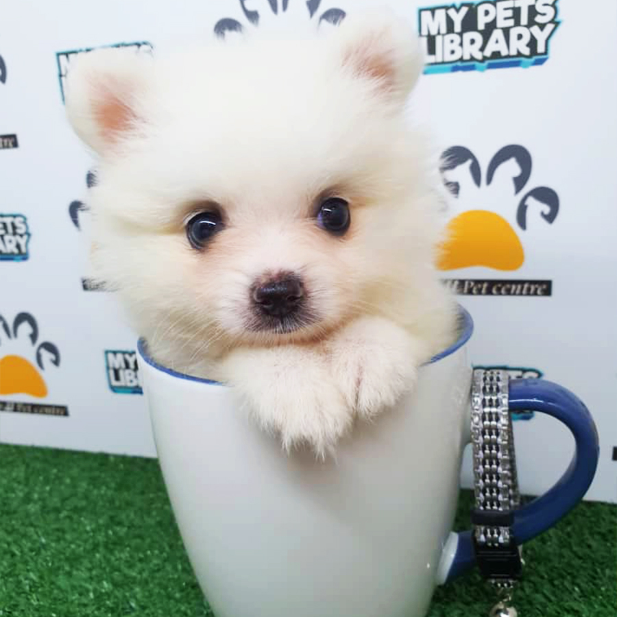 White Teacup Pomeranian Puppy (Female) For Sale