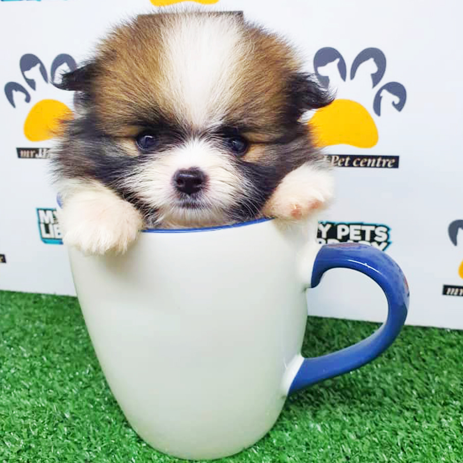 Tri Colour Pomeranian Puppy (Female) For Sale