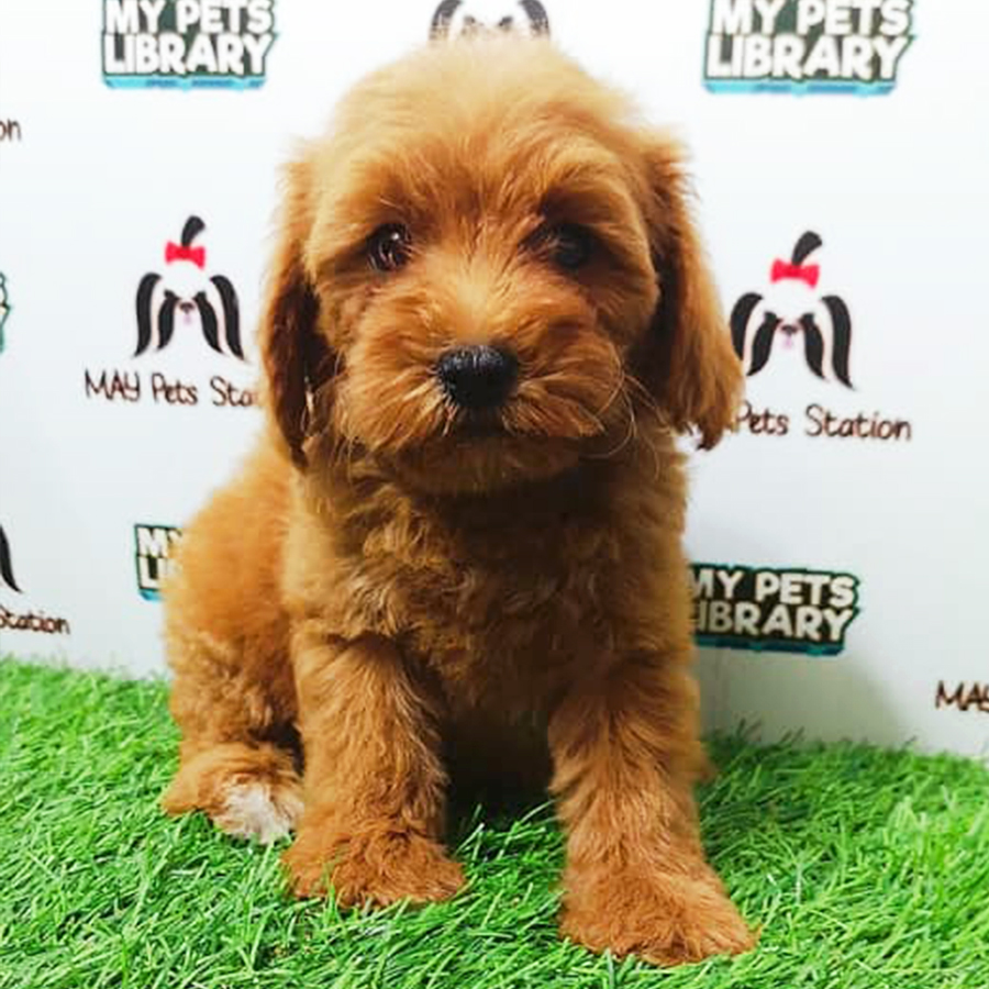 Brown Tiny Toy Poodle Puppy (Female) For Sale