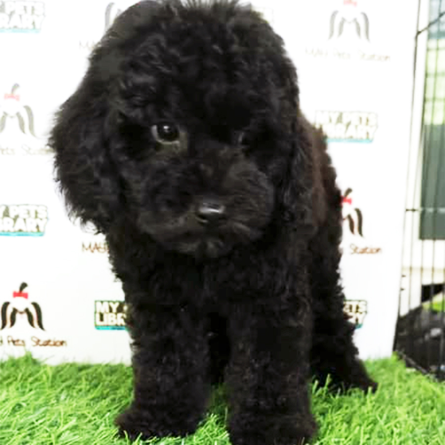 Black Toy Poodle Puppy (Male) For Sale