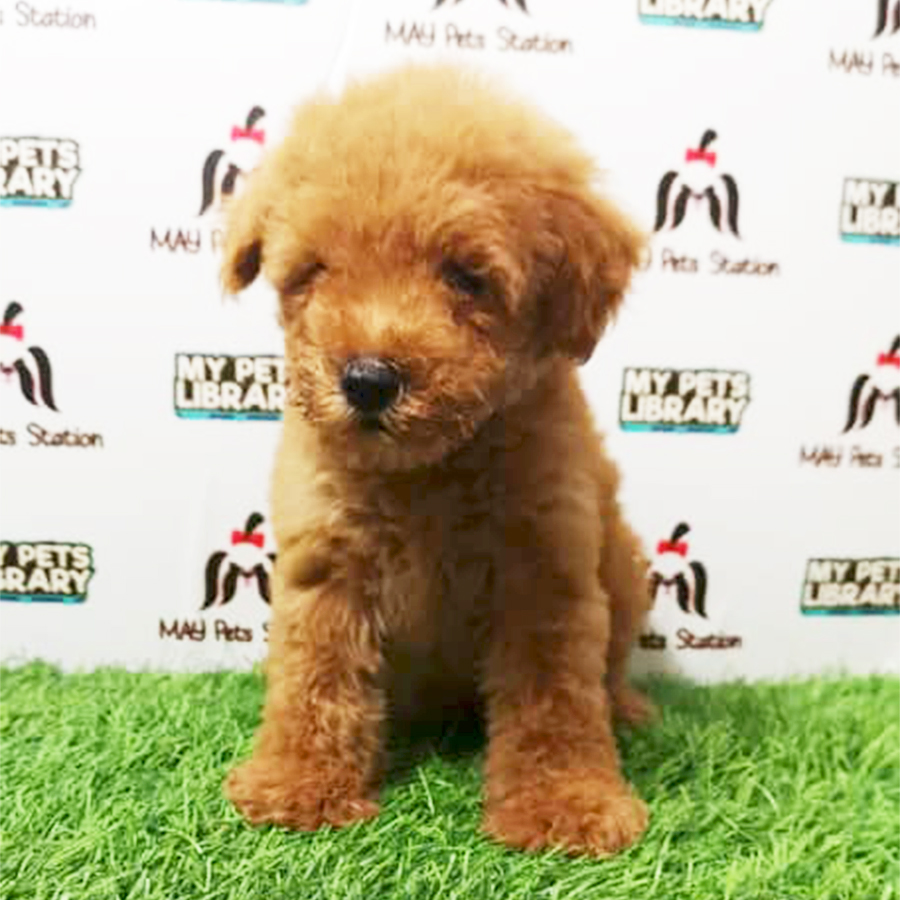 Brown Tiny Toy Poodle Puppy (Male) For Sale