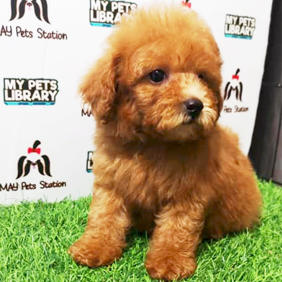 Brown Tiny Toy Poodle Puppy (Female) For Sale