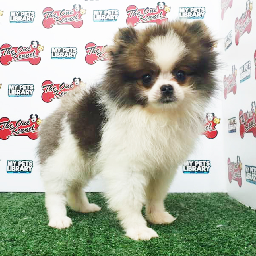 Parti Colour Pomeranian Puppy (Female) For Sale