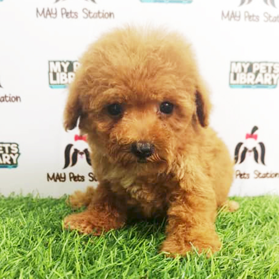 Brown Tiny Toy Poodle Puppy (Male) For Sale