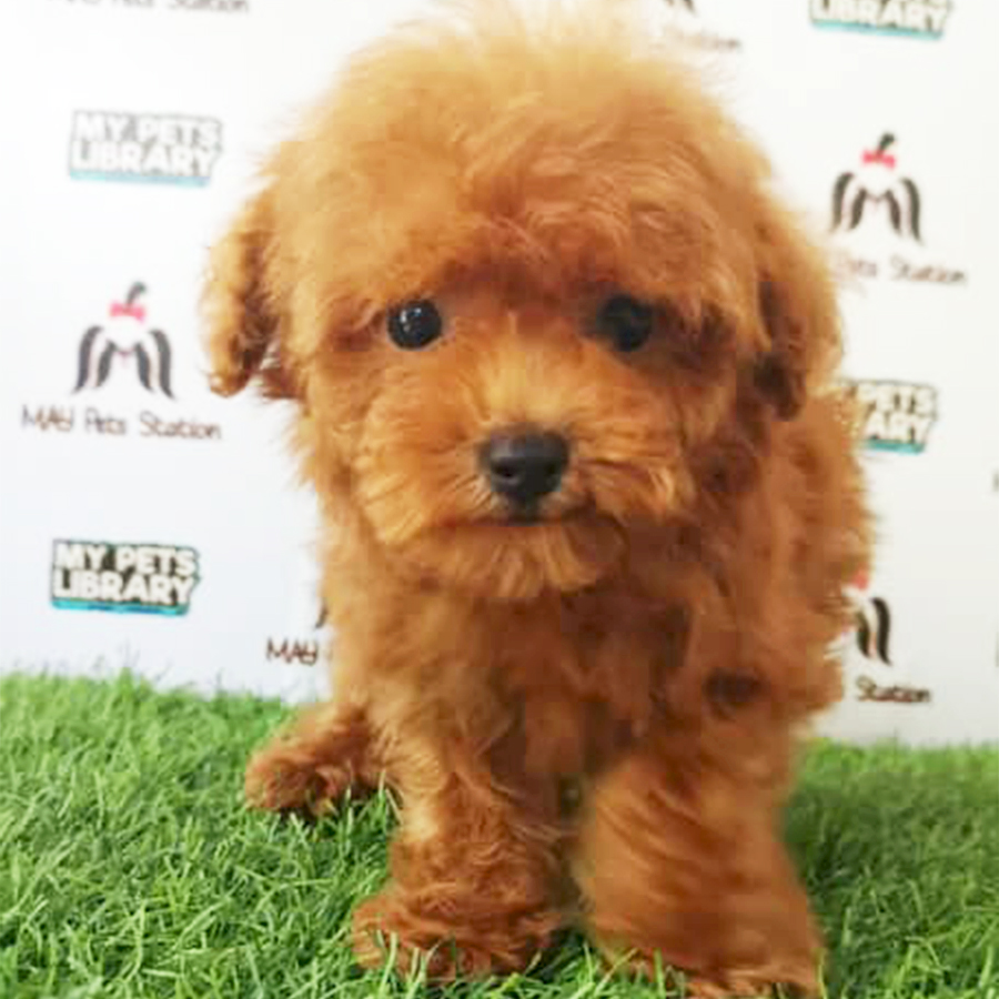Brown Tiny Toy Poodle Puppy (Male) For Sale