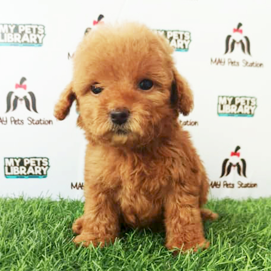 Brown Tiny Toy Poodle Puppy (Female) For Sale