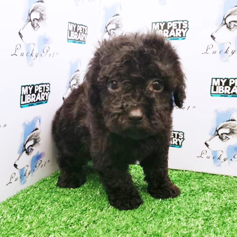 Black Toy Poodle Puppy (Female) For Sale