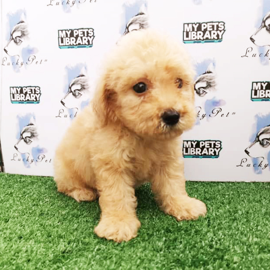 Cream Toy Poodle Puppy (Male) For Sale