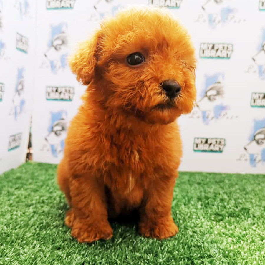 Red Brown Toy Poodle Puppy (Female) For Sale
