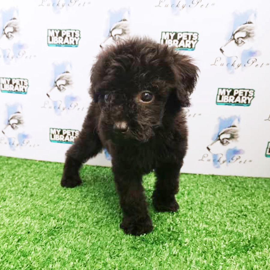 Black Toy Poodle Puppy (Male) For Sale