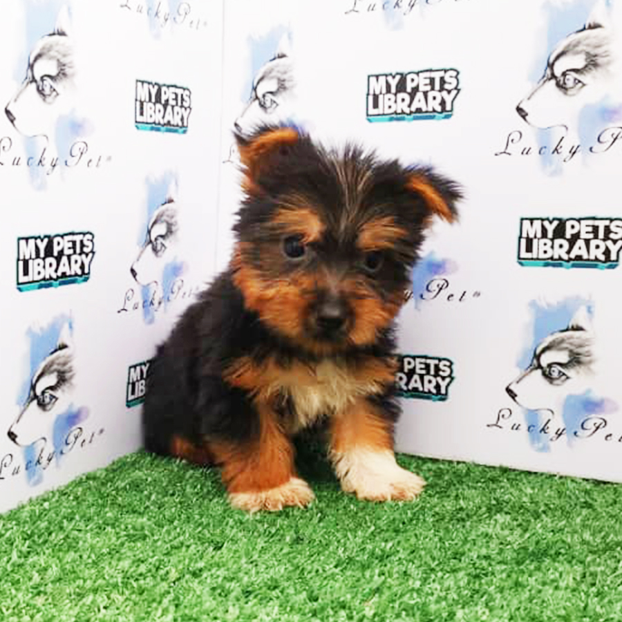 Silky Terrier Puppy (Female) For Sale