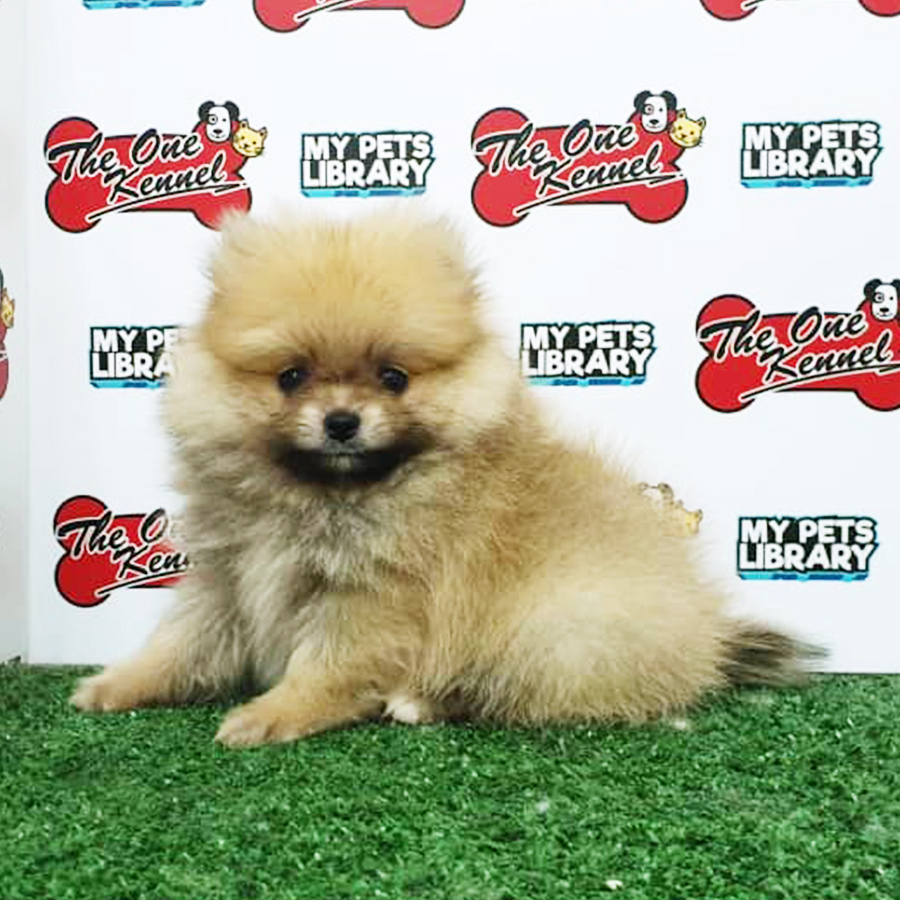 Sable Pomeranian Puppy (Female) For Sale