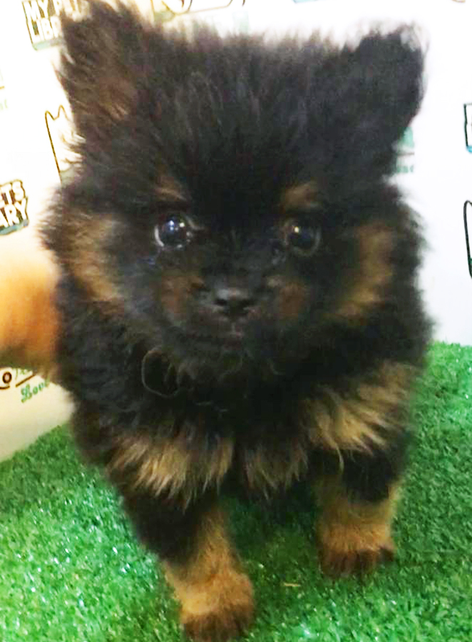 Black & Tan Pomeranian Puppy (Male) For Sale