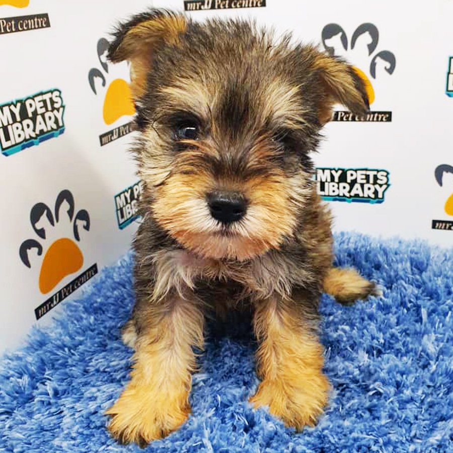 Mini Schnauzer Puppy (Male) For Sale