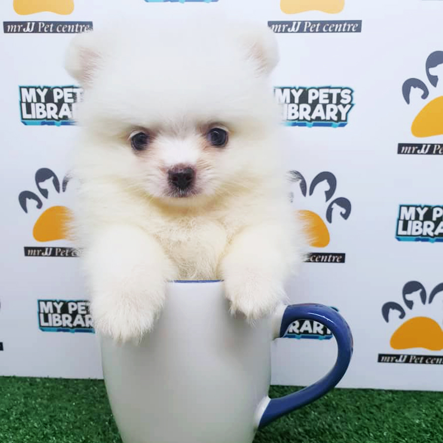 White Teacup Pomeranian Puppy (Male) For Sale