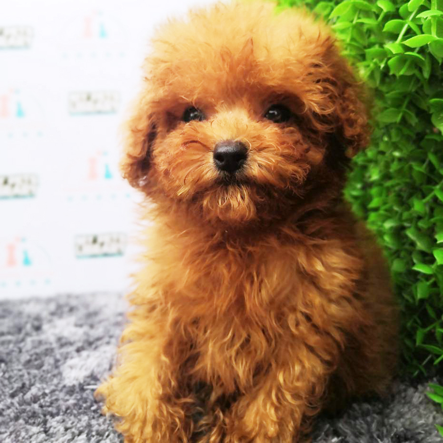 BEST OFFER! Red Brown Tiny Poodle Puppy (Male) For Sale