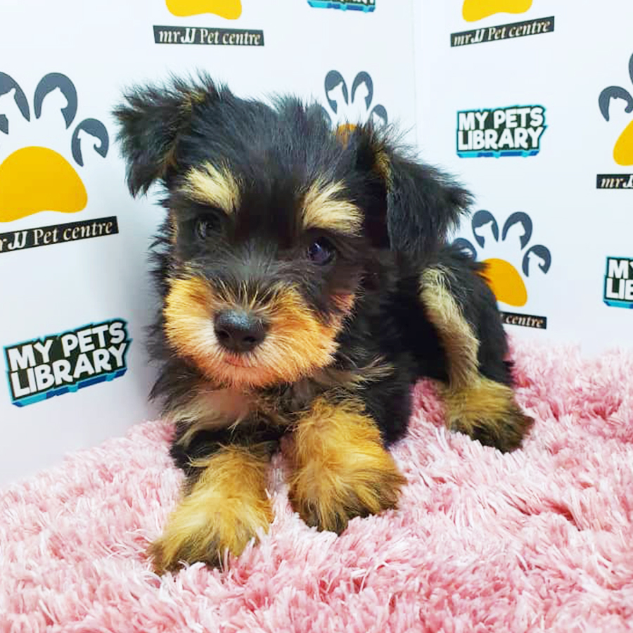 Mini Schnauzer Puppy (Female) For Sale