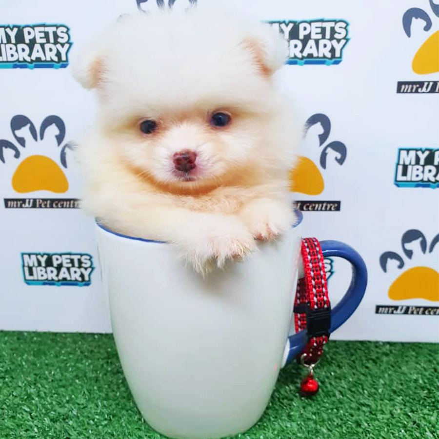 White Teacup Pomeranian Puppy (Male) For Sale
