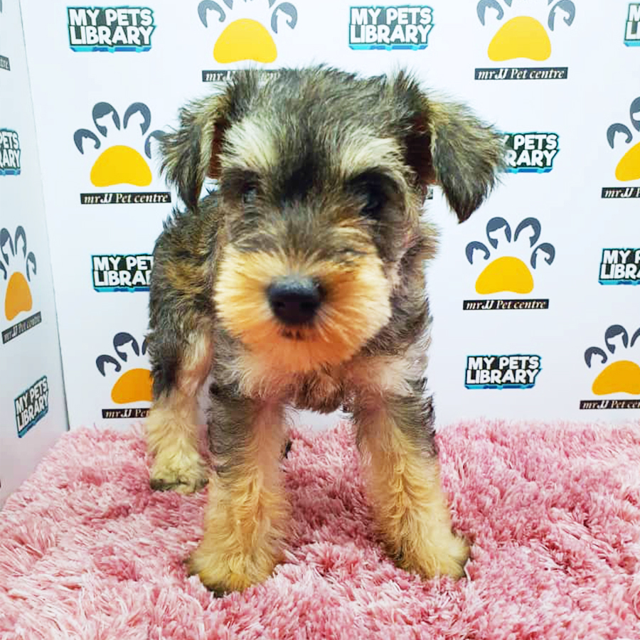 Mini Schnauzer Puppy (Female) For Sale