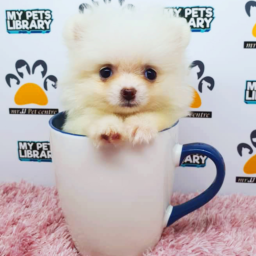 Cream White Teacup Pomeranian Puppy (Female) For Sale
