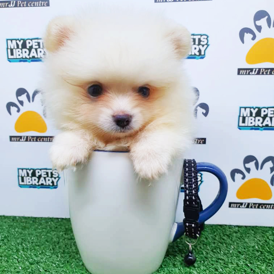 White Teacup Pomeranian Puppy (Male) For Sale