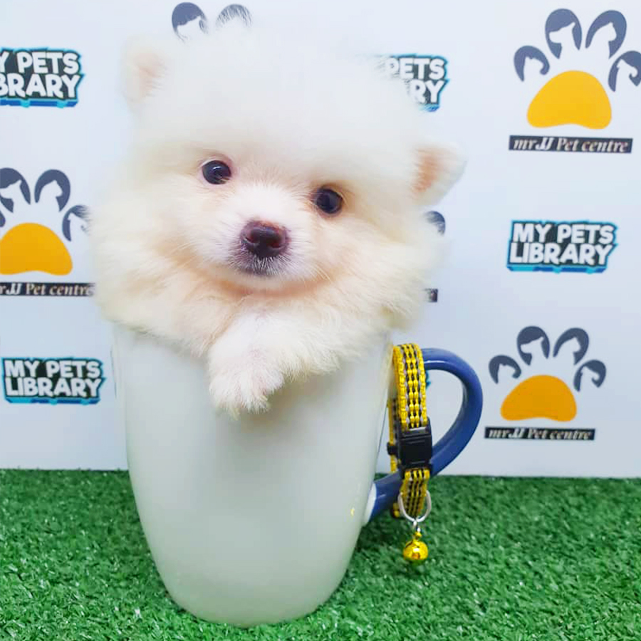 White Teacup Pomeranian Puppy (Male) For Sale